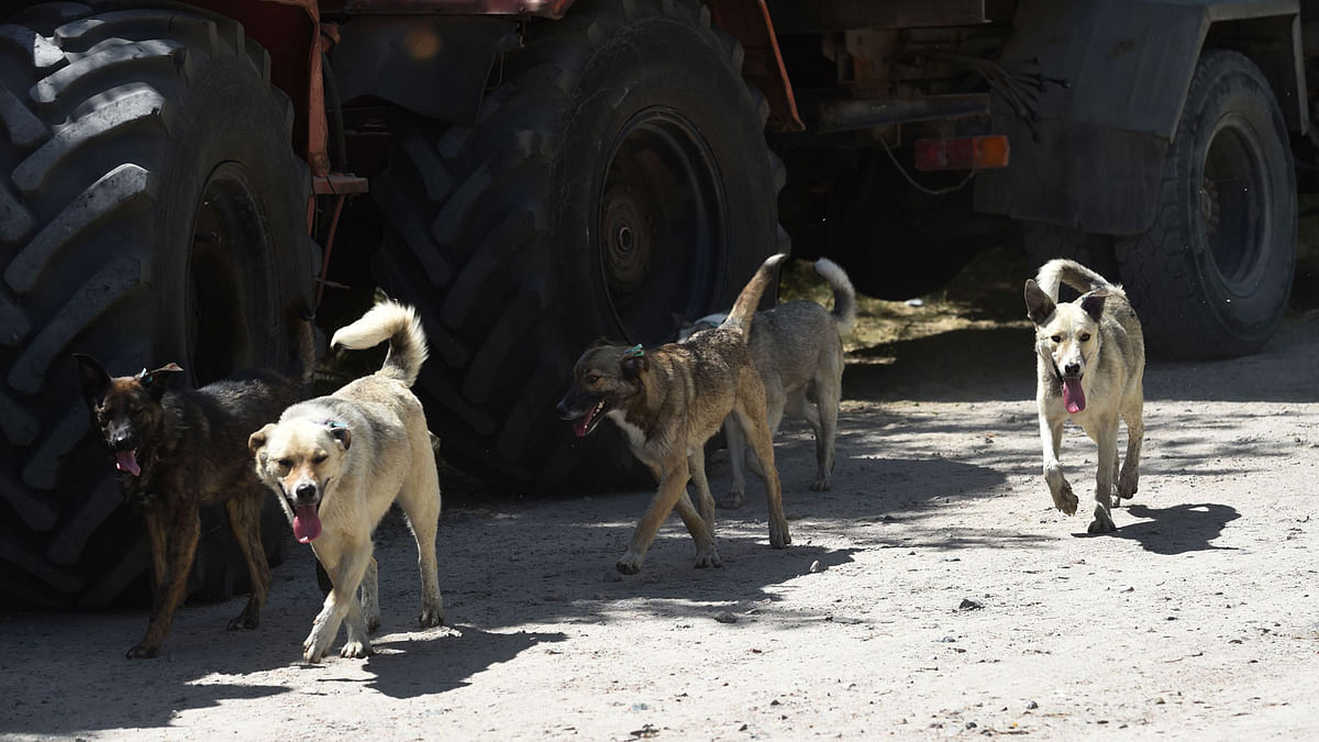 Stray dogs walk near the Chernobyl Nuclear power plant on 8 June 2018. Photo: AFP