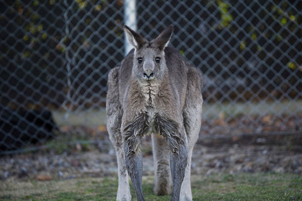 In this 24 June 2018, photo, a kangaroo interrupts the Women`s Premier League between Belconnen United and Canberra FC match in Canberra for over 30 minutes. Photo: AP