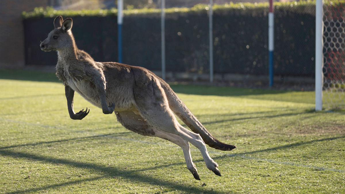 In this 24 June 2018, photo, a kangaroo interrupts the Women`s Premier League between Belconnen United and Canberra FC match in Canberra for over 30 minutes. Photo: AP