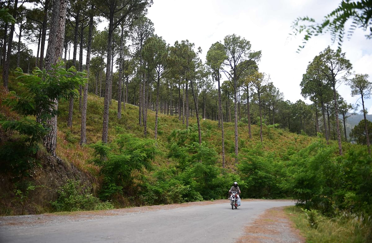 In this picture taken on 18 May 2018, a motorist rides past a forest area of Buner of Swat valley in northwest Pakistan. The change is drastic: around the region of Heroshah, previously arid hills are now covered with forest as far as the horizon. In northwestern Pakistan, hundreds of millions of trees have been planted to fight deforestation. Photo: AFP