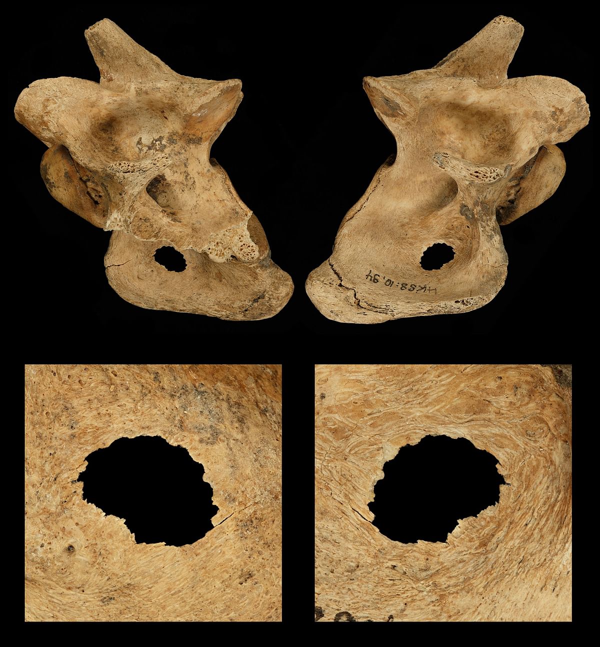 A handout photo released on 25 June 2018 by Nature shows a front and back view of a hunting lesion in the pelvis of an extinct fallow deer, killed by Neandertals 120,000 years ago on a lake shore close to current-day Halle, Germany. Photo: AFP