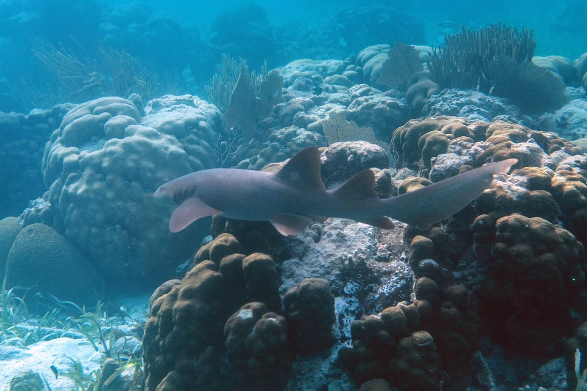 A Nurse Shark (Ginglymostoma cirratum) is seen at the Hol Chan Marine Reserve coral reef in the outskirts of San Pedro village, in Ambergris Cay, Belize, on 7 June 2018. Photo: AFP