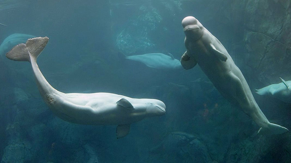 Two beluga whales will set off from an aquarium in China to a secluded bay in Iceland next year, where they will live in a sanctuary billed as the first of its kind for cetaceans. Photo: Collected