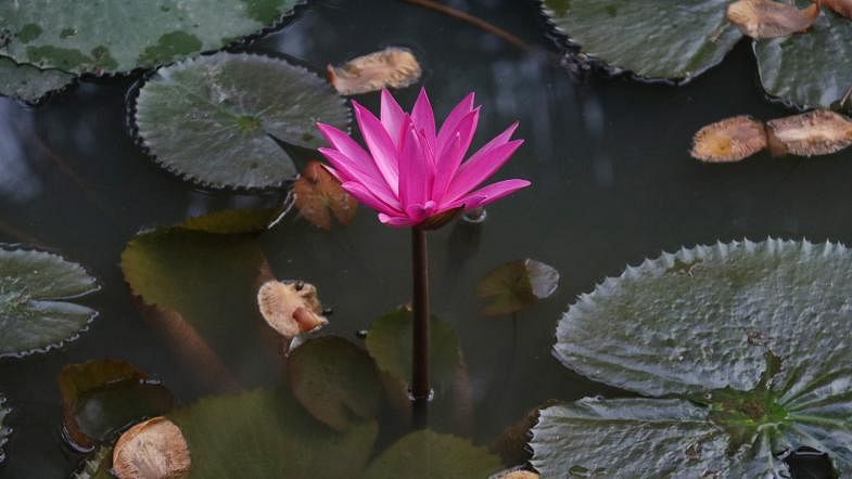 A brightly coloured water lily in a pond in Sadipur of Faridpur sadar upazila, 26 June. Photo: Alimuzzaman