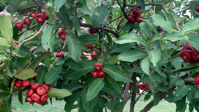 Crimson jamrul (star apples) hangng from tree in Itali, Sherpur, Bogura on 26 June. Photo: Sabuj Chowdhury.