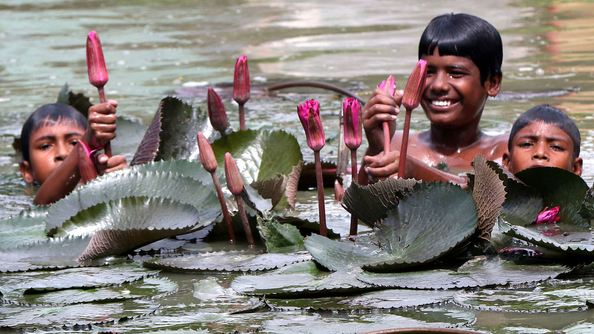Children pluck red water lilies from a pond in Maheshpur of Kahalu upazila in Bogura. Soel Rana took this photo on 28 June.