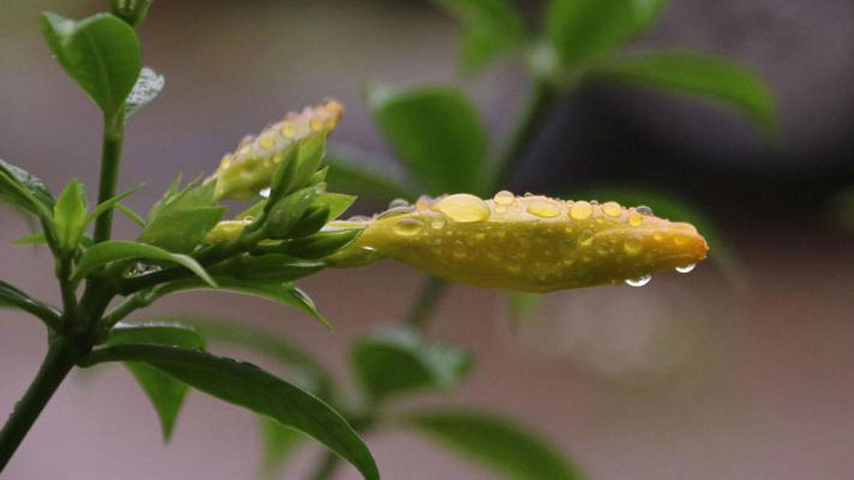 Raindrops on a flower in the suburbs of Shahjalal, Sylhet on 25 June. It rained the whole day. Photo: Anis Mahmud