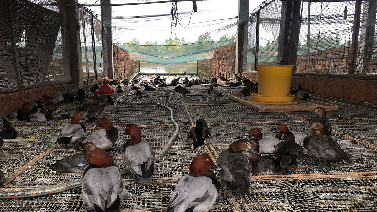 Common Pochards, mallards and Eurasian coots are reared in a water-fowl farm in Yugan in southeastern Jiangxi province, China on 24 March 2018. Photo: Reuters