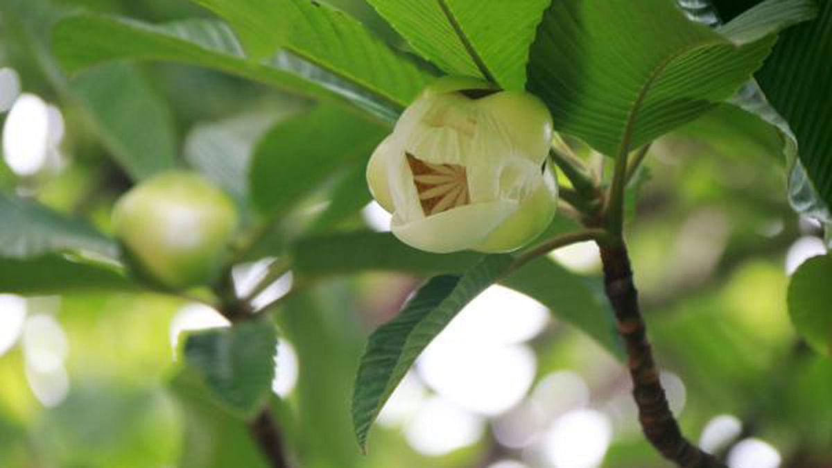 The photo of the `chalta` flower taken from Government Edward College, Pabna on 26 June by Hasan Mahmud