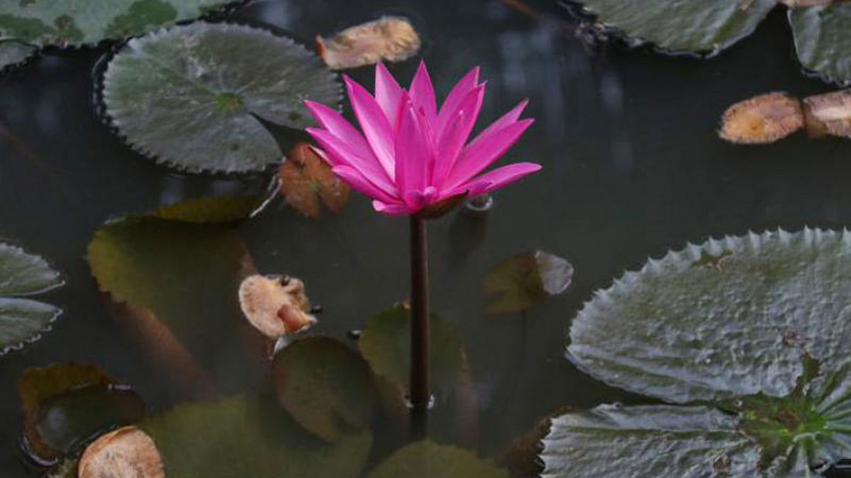 A water-lily in a pond. Water-lilies are common in rural areas of the country during monsoon. The photo was taken by Alimuzzaman from Sadipur of Faridpur sadar upazila on 26 June