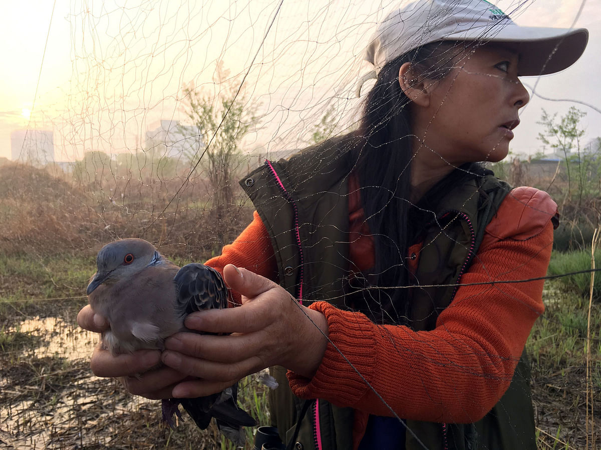 Liu Yidan, a bird conservationist and wild animal campaigner based in eastern China, frees a spotted dove from an illegal bird net erected in Yingdong county in Anhui province, China on 26 March 2018. Photo: Reuters