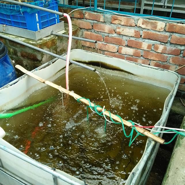An aquaponics fish tank with tilapia. Tilapias are less stressed by environmental change making it a favourite with aquaponics farmer. The photo was taken from Bangladesh Agricultural University in Mymensingh on 31 May by Nusrat Nowrin