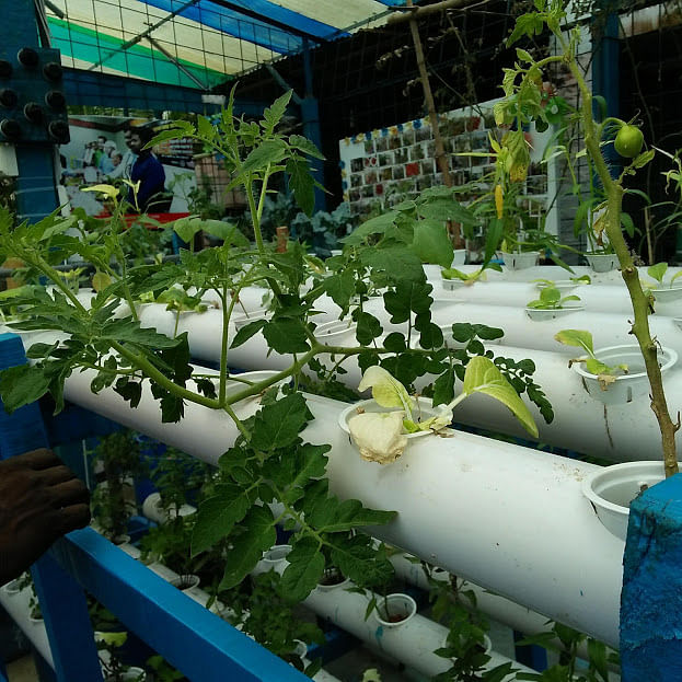 Tomatoes are seen in an aquaponics plant. With the ripe ones being harvested, new stems will sprouted. The photo was taken from Bangladesh Agricultural University in Mymensingh on 31 May by Nusrat Nowrin