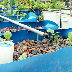 Spinach in the aquaponics farm on terrace in Bangladesh Agricultural University in Mymensingh. The photo was taken on 31 May by Nusrat Nowrin