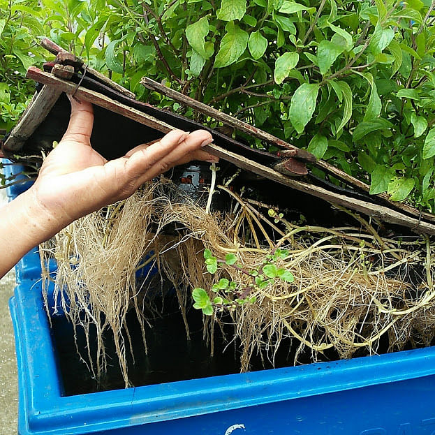 Aquaponics is a soil-free method. The roots of the plants, as in the photo, take in necessary nutrition from the fish waste in the water . Photo: Nusrat Nowrin