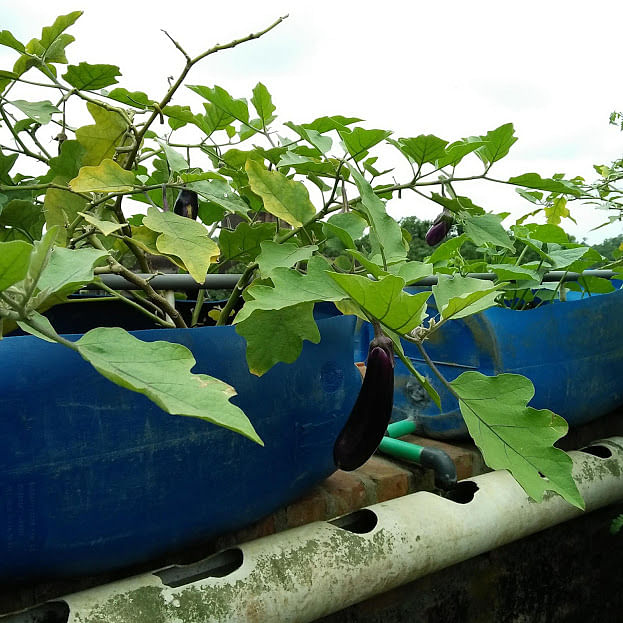 Eggplants grown in an aquaponics farm. The organic vegetables are fresh, healthy. Photo: Nusrat Nowrin