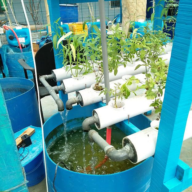 Several water-pipes carrying the water with fish waste into the fish tank. Photo: Nusrat Nowrin
