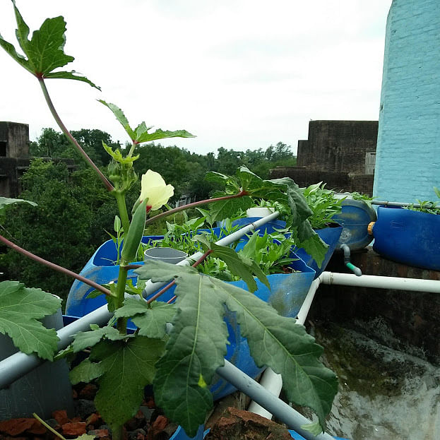 Okra on a rooftop aquaponics farm. Without any pesticides, the okra has kept off insects and have grown new harvest along with flowers. Photo: Nusrat Nowrin