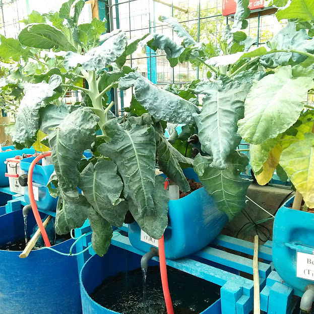 A plastic drum has been used in aquaponics farming.  Photo: Nusrat Nowrin