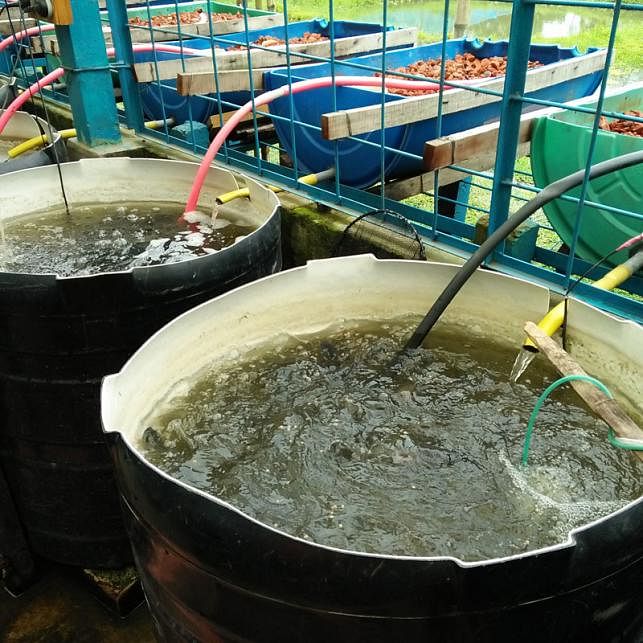 Aquatic tank with fish. Filtered water flowing towards the aquatic animals. The photo was taken from Bangladesh Agricultural University in Mymensingh on 31 May by Nusrat Nowrin