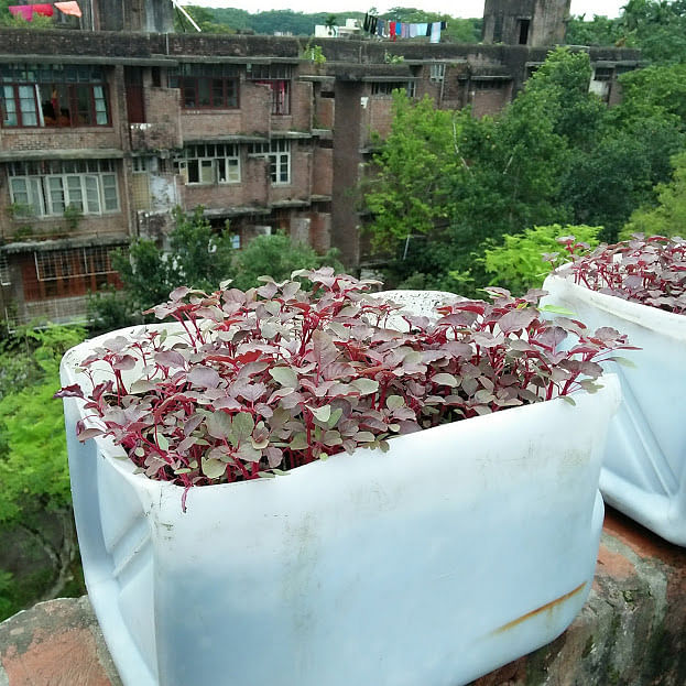 Laal shak (red spinach) in an aquaponics farm on a terrace. The photo was taken from Bangladesh Agricultural University in Mymensingh on 31 May by Nusrat Nowrin