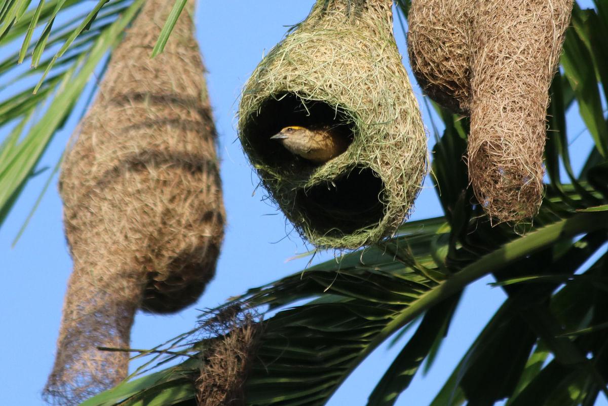 The 1 July photo shows babui (tailor bird) nests in Khargrachhari. Photo: Nerob Chowdhury