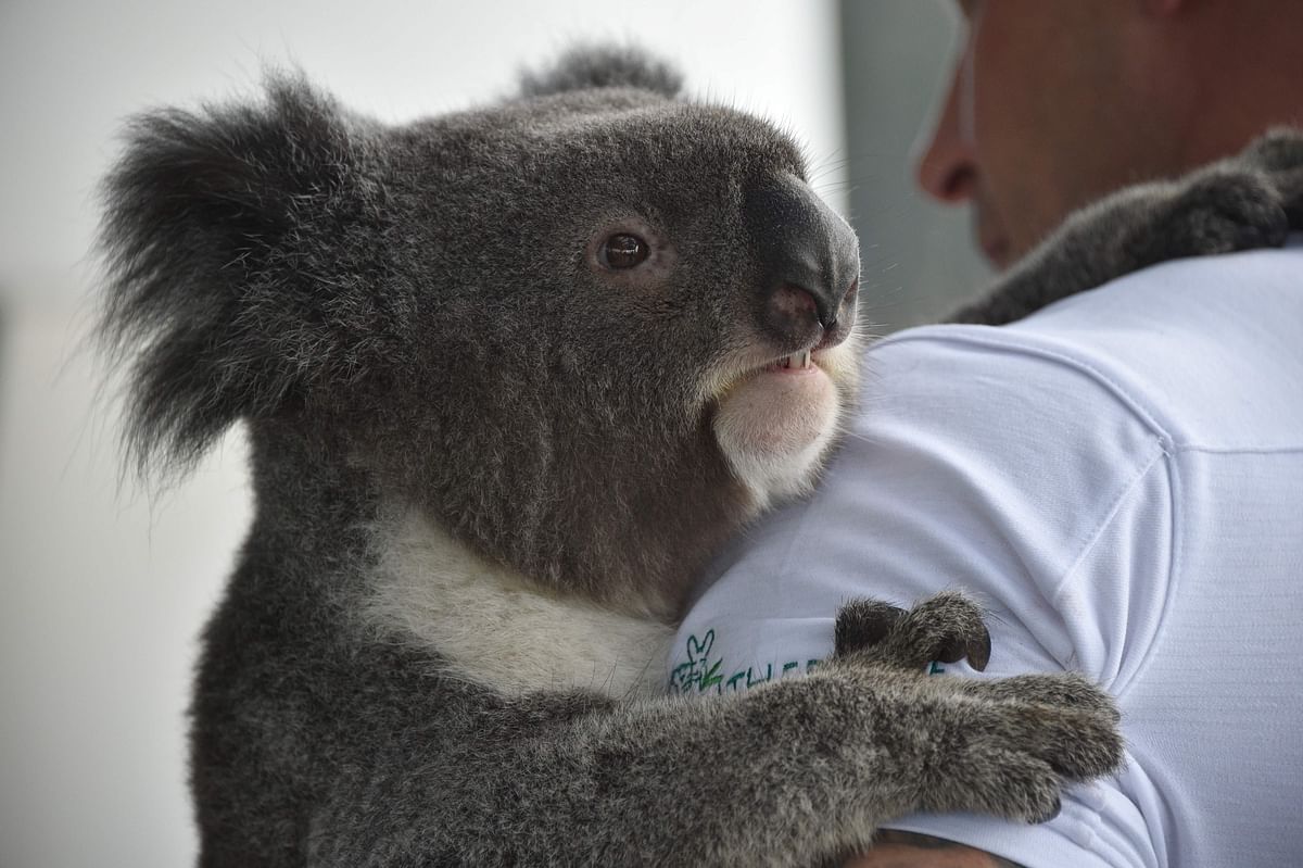 Chad Staples from the Featherdale Wildlife Sanctuary holds a four-year-old koala named Archer at a media event in Sydney on 3 July 2018. Australia`s iconic koala, its very existence imperilled by disease, bushfires, car strikes, and dog attacks, faces a more hopeful future thanks to scientists cracking its genetic code, a study said on 2 July. Photo: AFP