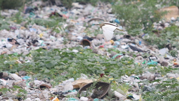 A stork flies above the canal that used to be its habitat, now filled with garbage in Matuail, Demra in Dhaka on 3 July. Photo: Abdus Salam