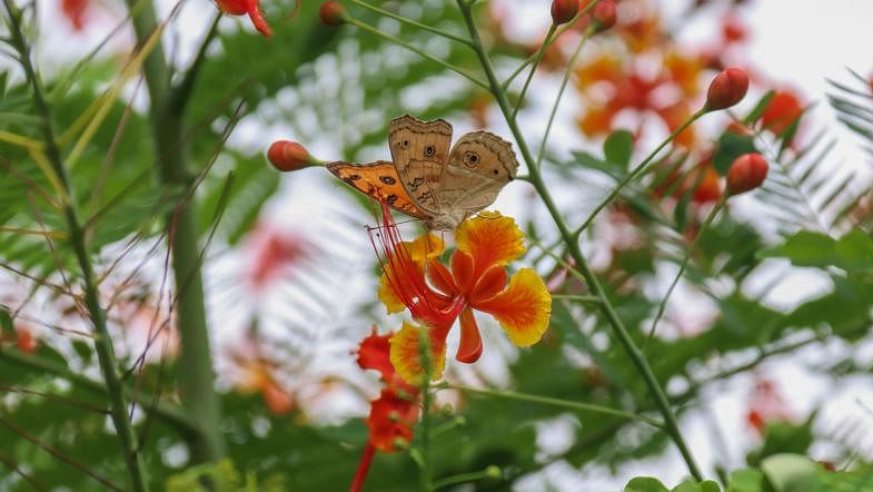 A butterfly collects honey from a radhachura flower on Khulna University campus on 2 July. Photo: Saddam Hossain