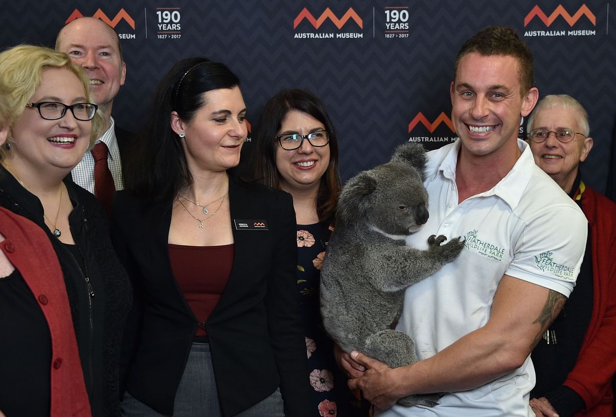 Professor Rebecca Johnson (3rd L) and professor Katherine Belov (L), who jointly led a research team that cracked the koala genetic code, attends a press conference as Chad Staples (2nd R) from Featherdale Wildlife Sanctuary holds a four-year-old koala named Archer in Sydney on 3 July 2018. Australia`s iconic koala, its very existence imperilled by disease, bushfires, car strikes, and dog attacks, faces a more hopeful future thanks to scientists cracking its genetic code, a study said on 2 July. Photo: AFP