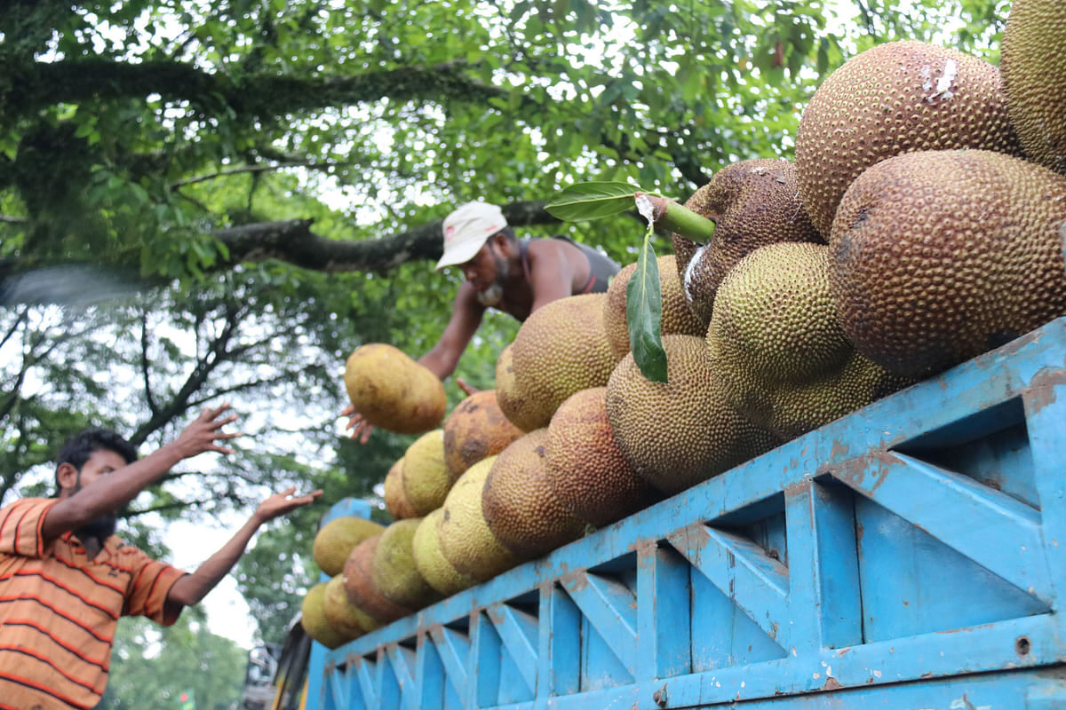 A man unloads jackfruits from a truck brought for sale in Guimara upazila area of Khagrachhari on 3 July. Photo: Nerob Chowdhury