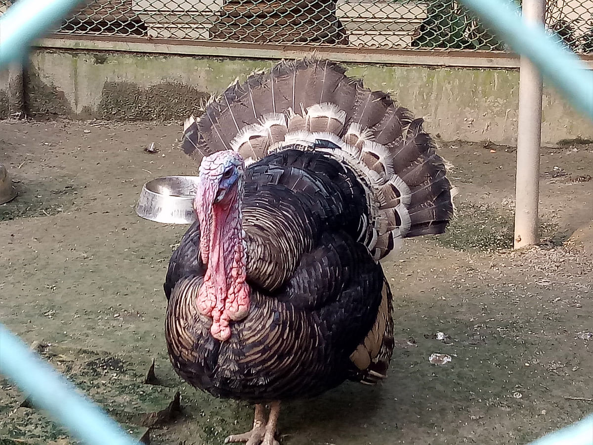 A turkey spreads out its feathers in a cage in Badarpur area of Faridpur upazila on 3 July. Photo: Alimuzzaman