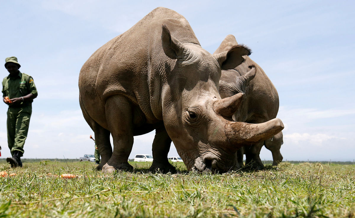 Najin (R) and her daughter Fatou, the last two northern white rhino females, graze near their enclosure at the Ol Pejeta Conservancy in Laikipia National Park, Kenya on 31 March 2018. Photo: Reuters
