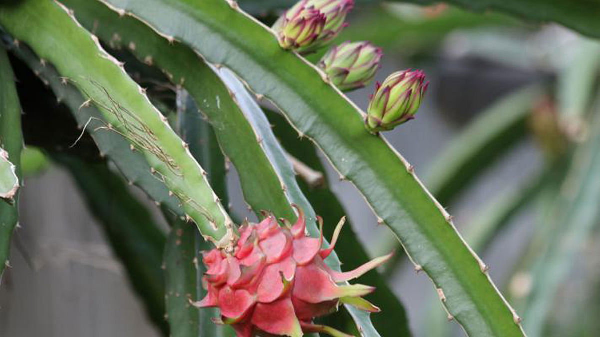 Dragon flower and fruit. The plant is cultivated widely in the hill tracts. The picture was taken by Nerob Chowdhury from Khejurbagan Horticulture Centre, Khagrachhari on 6 July