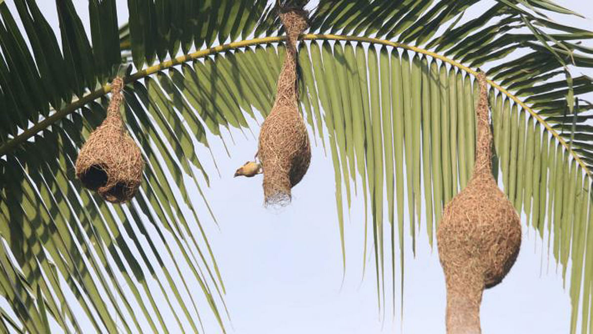Babui (weaver) nest hanging from Coconut tree in Dakshin Golabari, Khagrachhari. The picture was taken recently by Nerob Chowdhury