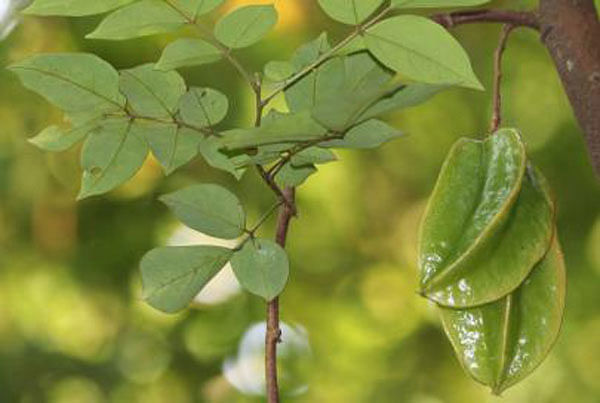 Green kamranga hang from a tree at the Khejurbagan Horticulture Centre, Khagrachhari on 6 July. Photo: Nerob Chowdhury