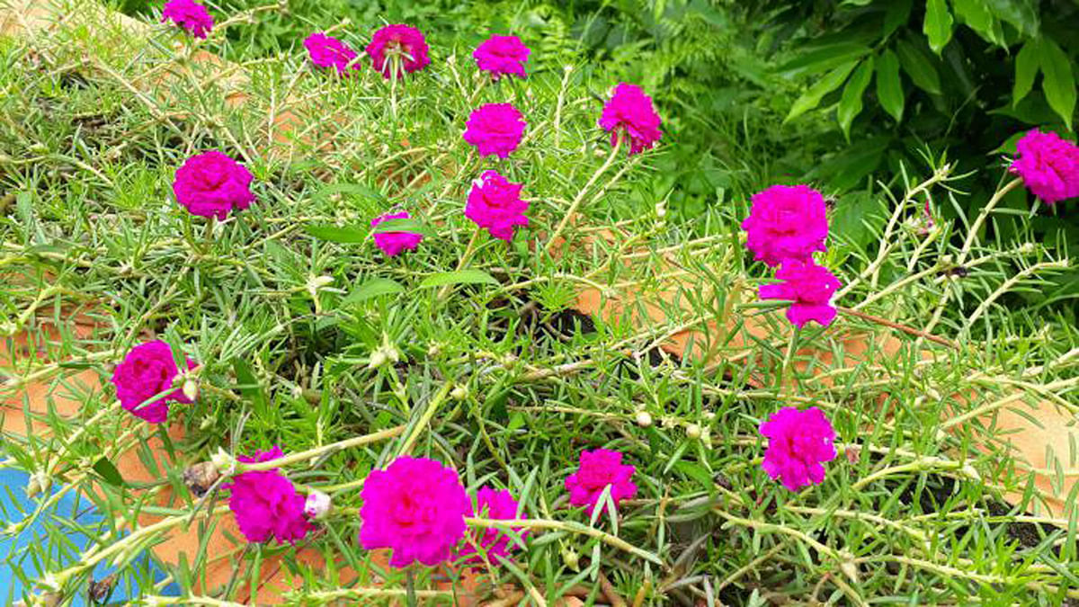 Nine o`clock flowers bloom in Raiganj, Sirajganj on 7 July. Photo: Sajedul Alam