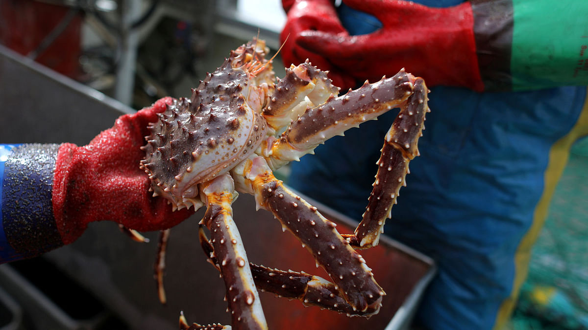 Sea Sami fisherman Einar Juliussen, 54, holds a king crab on a boat in Repparfjord, Norway, 13 June 2018. Photo: Reuters
