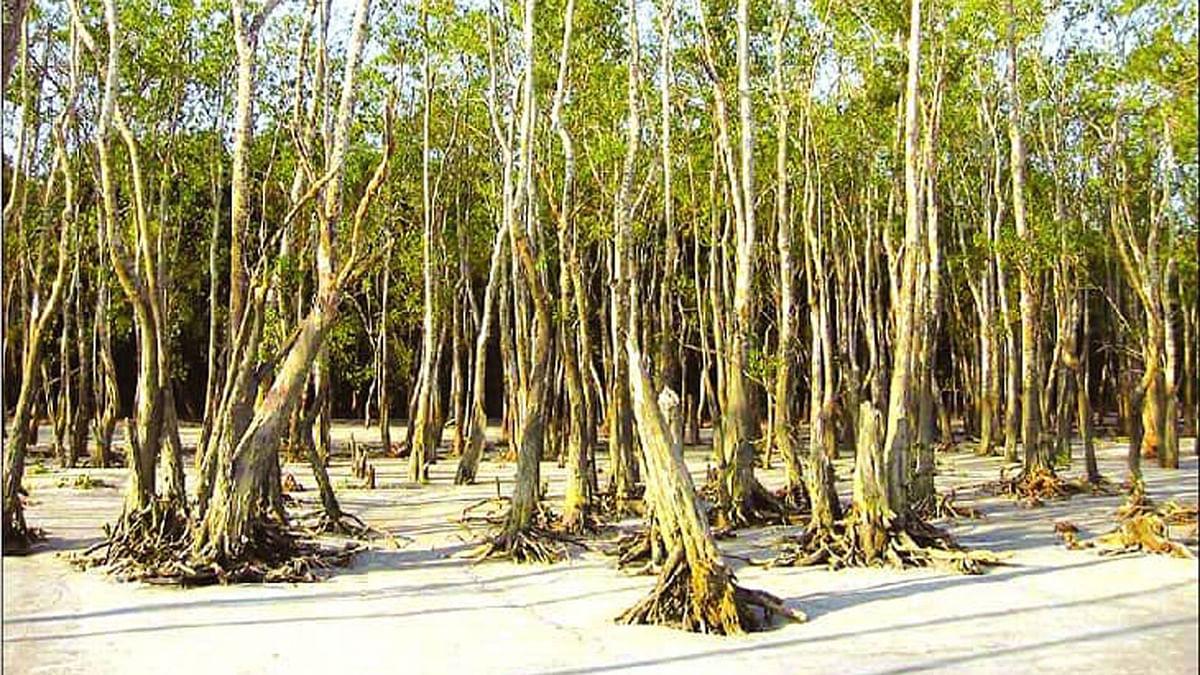 Sundari trees declining fast for salinity, diseases. Photo: UNB