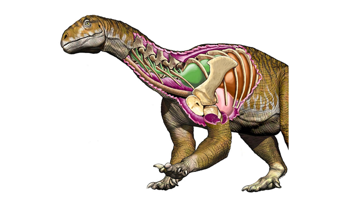 Reconstruction of the sauropodomorph dinosaur Ingentia prima showing an improved avian-like respiratory system with developed cervical air sacs (green structure) in this handout image provided 9 July 2018. Photo: Reuters