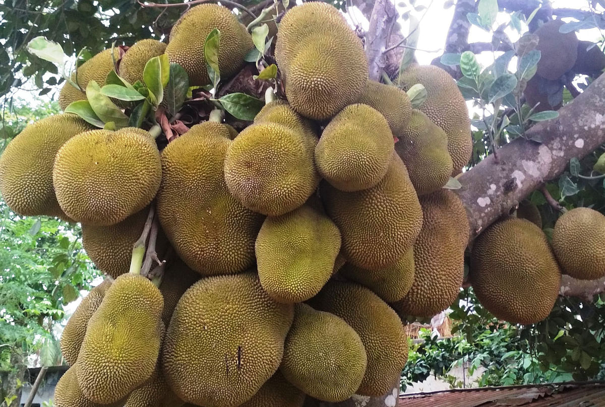 The 9 July photo shows jackfruits hanging in abundance on a tree in Kulpala of Alamdanga upazila in Chuadanga. Photo: Shah Alam
