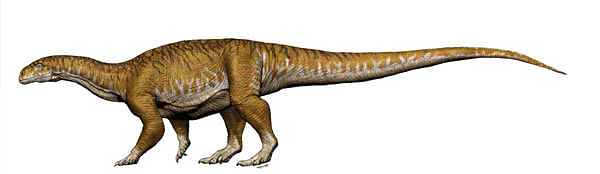 Reconstruction of Ingentia prima from the Late Triassic (205- 210Ma) with a total length 8-10 meters is shown in this handout image of an artist`s rendering provided 9 July 2018. Photo: Reuters