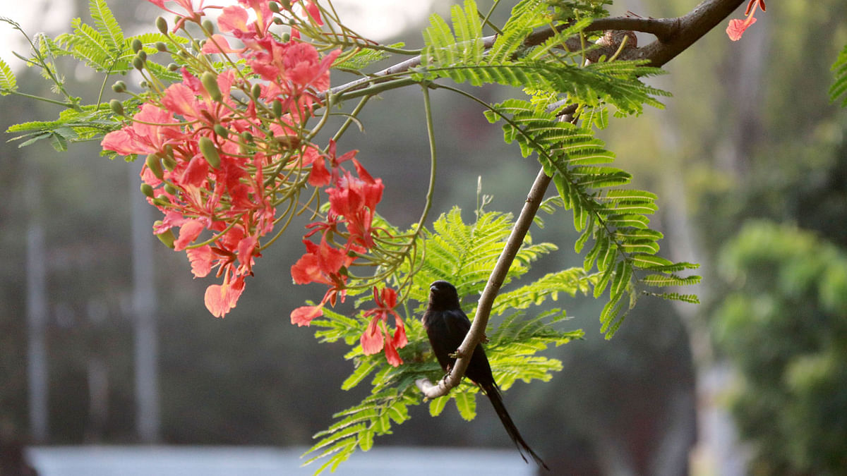 A black drongo rests on a branch of a flame tree in Dapunia Bazar of Pabna sadar upazila on 10 July. Photo: Hasan Mahmud