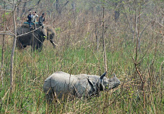 In this file photo taken on 3 April 2017 a Nepalese veterinary and technical team prepare to dart a one-horned rhino in Chitwan National Park, some 250km south of the Nepali capital Kathmandu. Nepal on 12 July gifted China a pair of endangered one-horned rhinos in a diplomatic gesture to its powerful neighbour and major investor. The young male and a female rhinos, Rudra and Rupsi, boarded a charted flight bound for Guangzhou along with a team of Nepali experts. Photo: AFP