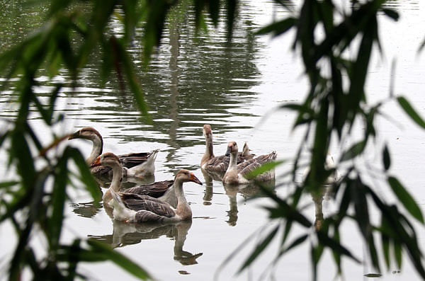 A recent photo shows a gaggle of swimming geese on a pond in Baropota village of Sharsha upazila in Jashore. Photo: Ehsanud-Doula