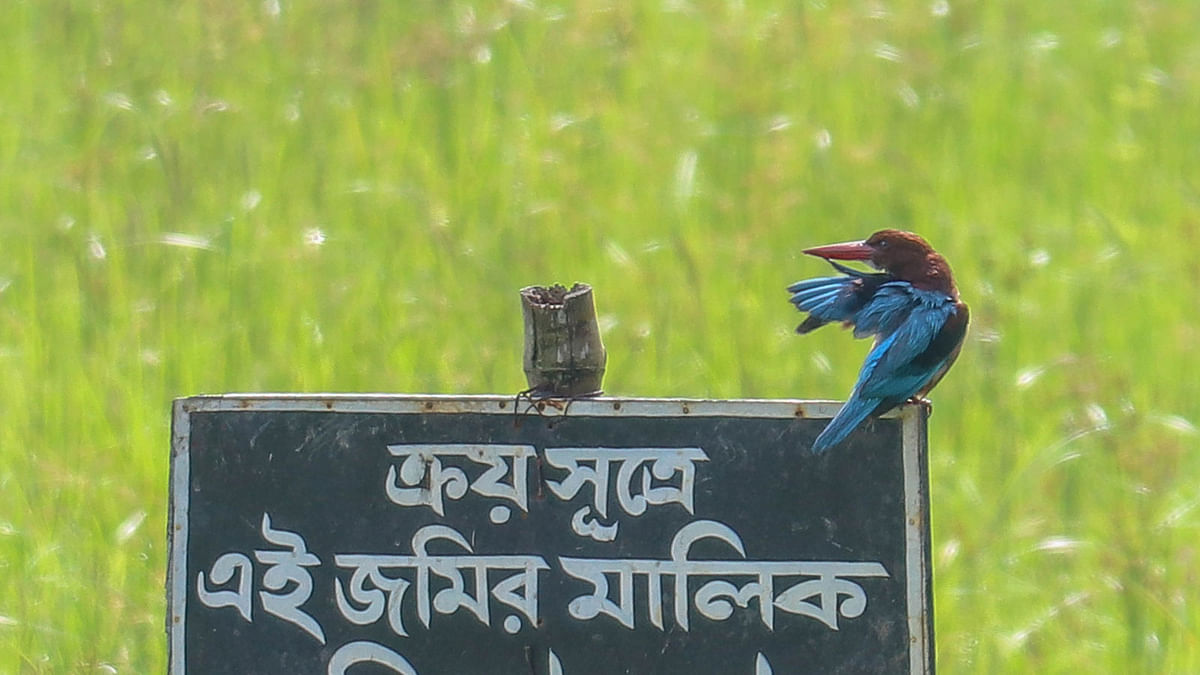 A kingfisher rests on a signboard, which states ownership of the land, near Sonadanga bypass road in Khulna on 12 July. Photo: Saddam Hossain
