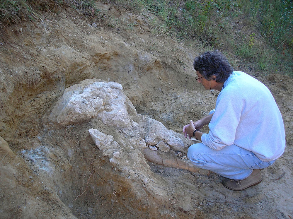 This handout picture released on 12 July, 2018 by the National History Museum of Toulouse (Musee d`Histoire Naturelle de Toulouse) and taken in September 2017 shows paleontologist Pascal Tassy sitting next to the skull of a mastodon from the Pyrenees, an extinct `relative of elephant` on the site where the skull was found by a farmer. Photo: AFP