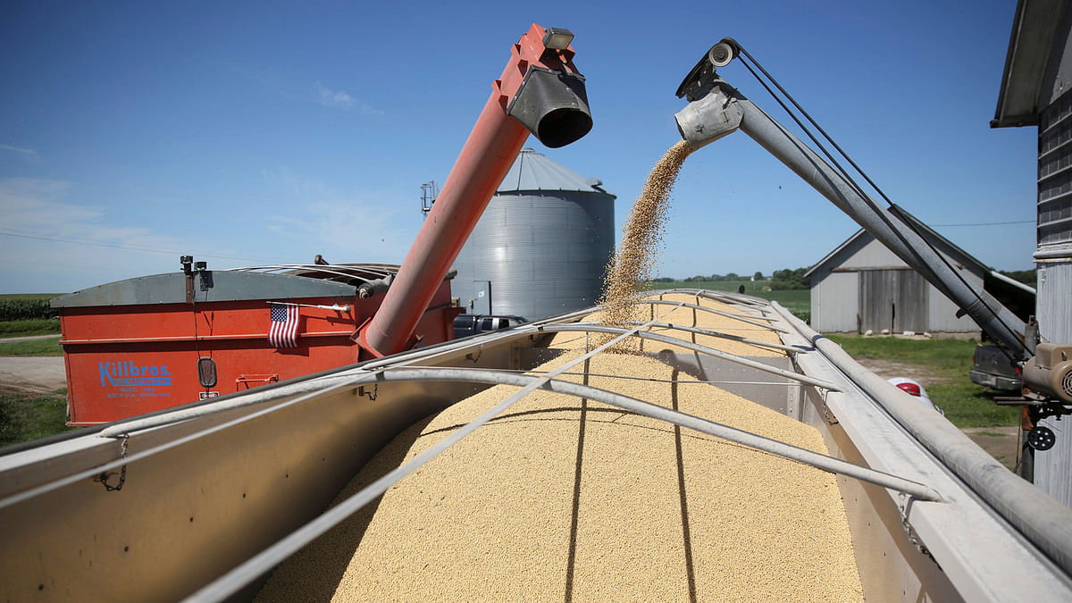 A trailer is filled with soybeans at a farm in Buda Illinois. Photo: Reuters