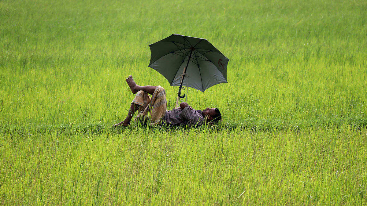 A recently taken photo shows a man rests on the demarcation line of a rice field in Baropota village of Sharsha upazila in Jashore. Photo: Ehsan-ud-Doula