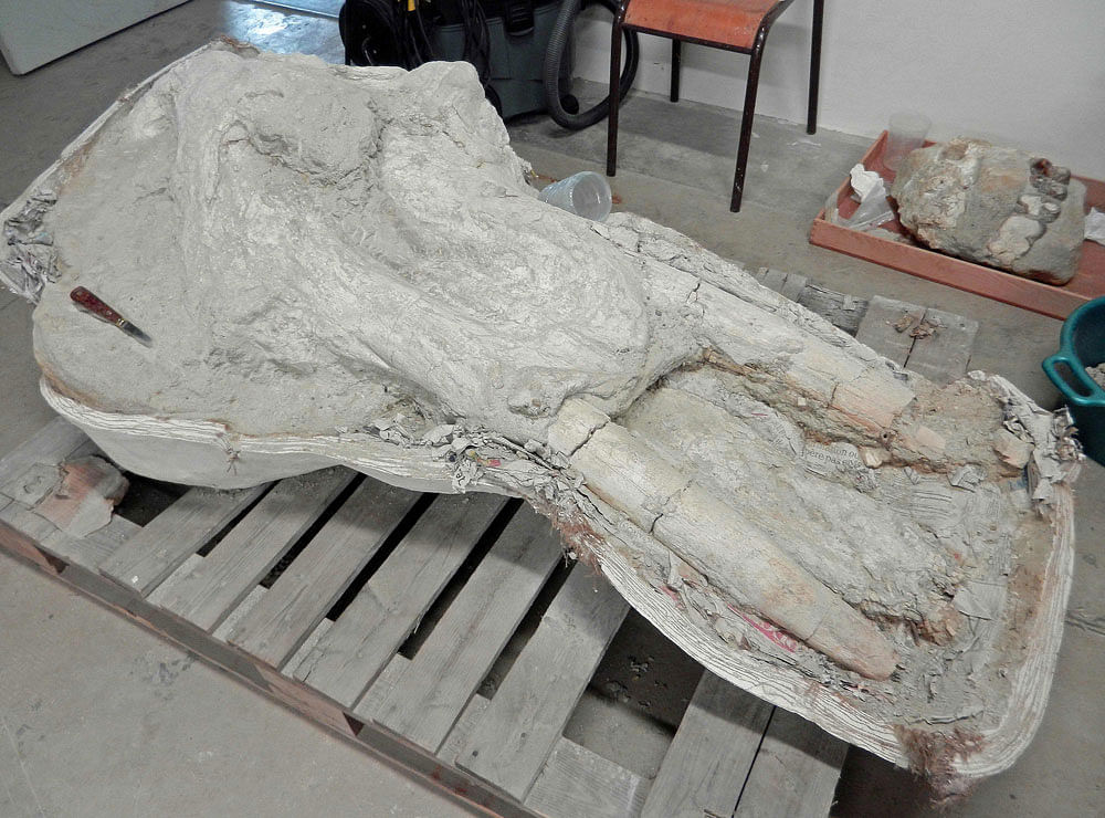 This handout picture released on 12 July, 2018 by the National History Museum of Toulouse (Musee d`Histoire Naturelle de Toulouse) and taken in September 2017 shows the skull of a mastodon from the Pyrenees, an extinct `relative of elephant`, found by a farmer, according to the head of the museum. Photo: AFP